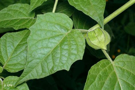 Physalis peruviana