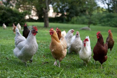 Common Chicken Diseases Symptoms And Treatment