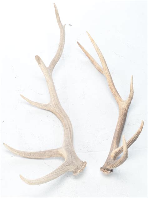 Pair Of Elk Antler Sheds Ebth