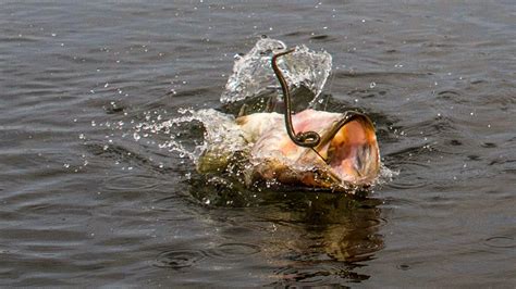 Top 10 Bass Fishing Stories Of 2018 Wired2Fish