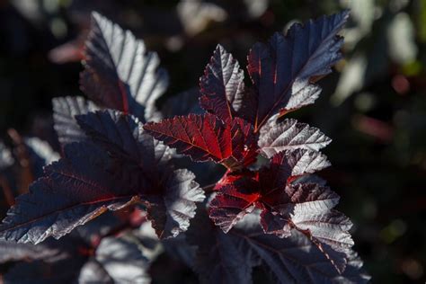 Physocarpus Opulifolius Midnight Jonight Pbr Ninebark Midnight