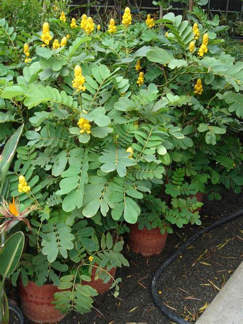 Cassia Siamea Popcorn Tree Seed Senna Siamea Kassod Tree Bell Garden