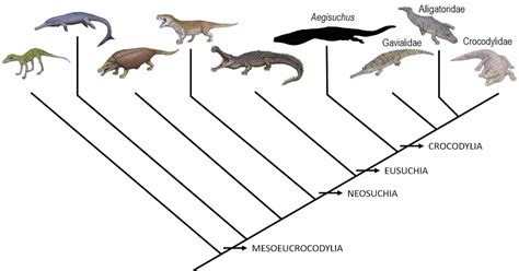 Jeferson Ramirez Sarmiento 9b 2016 Evolucion De Los Cocodrilos