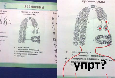 Биология, такая биология... | Пикабу