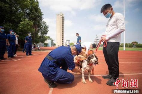 武汉一批搜救犬光荣退役 消防员敬礼送别