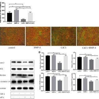 The osteogenic effect of BMP-4 on hBMSCs. The hBMSCs were treated with... | Download Scientific ...