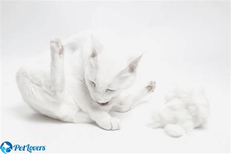 Why Is My Cat Losing Hair Petlovers