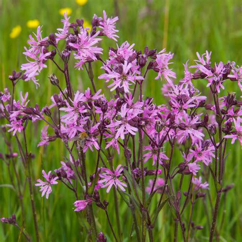 Plantes de Silène fleur de coucou LYCHNIS FLOS CUCULI T O G