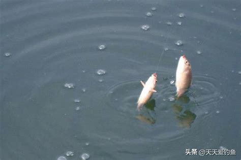 野釣學會觀星識魚，專釣大鯉大鯽，熟練掌握，漁獲倍增 每日頭條