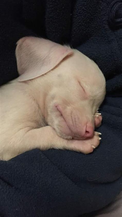 Cachorrinho rosa cego e surdo está inspirando as crianças a lidar