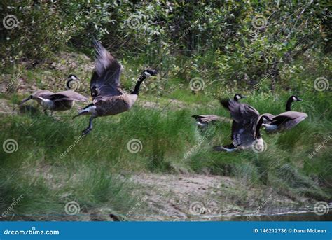 Canadian Geese Stock Photo Image Of Stages Canadian 146212736