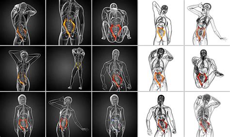 Fondos de Sistema Renal Fotos y Imágenes De Descarga Gratis Pngtree