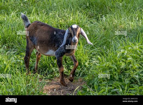 Nubian Goats On A Massachusetts Farm Stock Photo Alamy