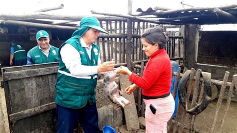 Senasa vacuna más de 138 mil cerdos para prevenir peste porcina clásica