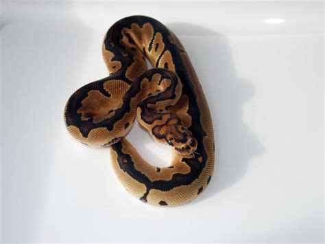 Morph List - World of Ball Pythons