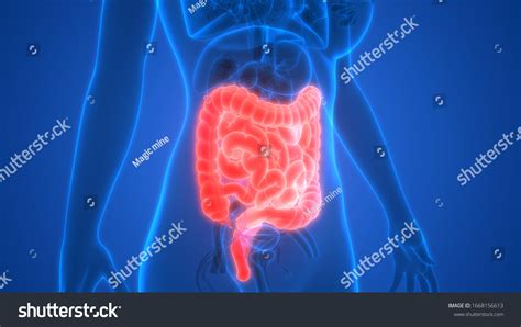 Human Digestive System Large Small Intestine Stock Illustration