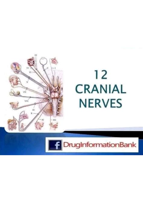 Solution 12 Cranial Nerves Studypool