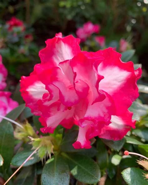 Ultimate Guide To Growing Azaleas In Florida Plants Craze