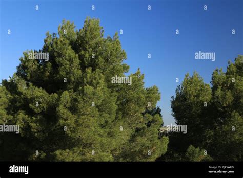 Forest Of Aleppo Pine Pinus Halepensis Stock Photo Alamy