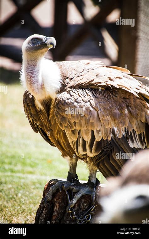 Scavenger Vulture Resting On A Branch Stock Photo Alamy