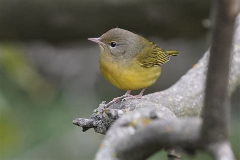 Mourning Warbler Dsc Dana Siefer Flickr