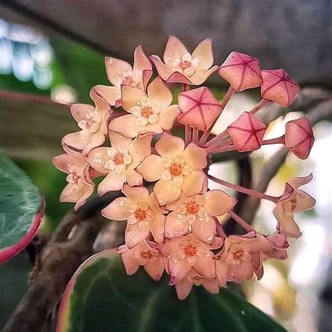 Le Jardin Cactos E Suculentas