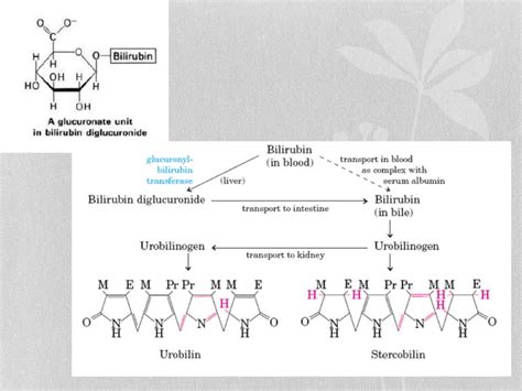 Heme Synthesis And Degradation Ppt