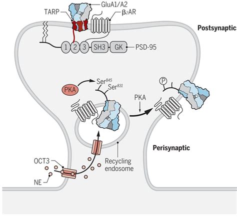 Mechanisms Of Postsynaptic Localization Of Ampa Type Glutamate