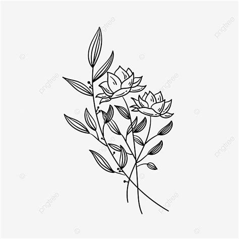 Desenho De Preto E Branco Mão Desenhadas Flores Ramo Oliveira PNG