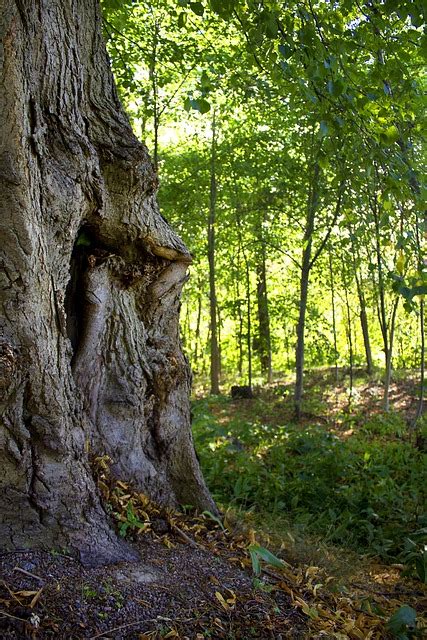 Tree Deciduous Forest Greenery - Free photo on Pixabay