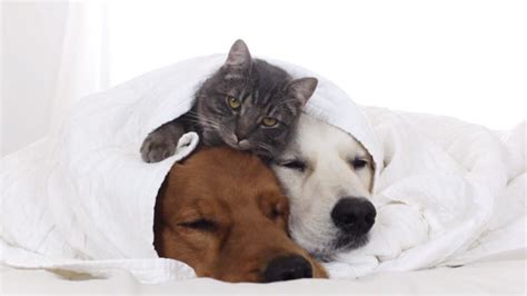 Watch This Adorable Cuddle Session Between 2 Dogs And A Cat