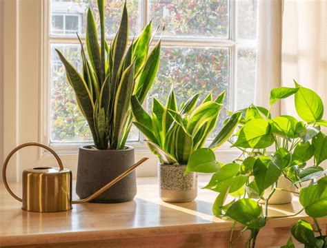 The Benefits Of Grouping Houseplants Together Backyard Boss