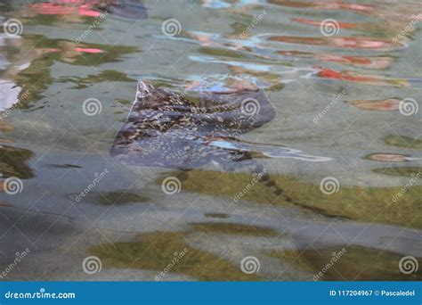 Manta Ray Swimming stock image. Image of animal, freedom - 117204967