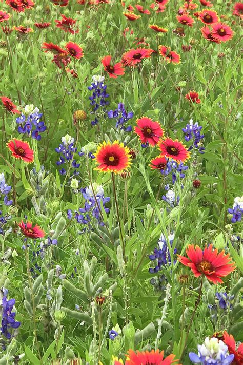 Field Of Texas Wildflowers Photograph By Art Block Collections Fine