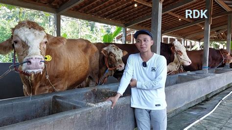 Sapi Jumbo Setia Farm Sudah Pada Terjual Tips Memilih Hewan Qurban