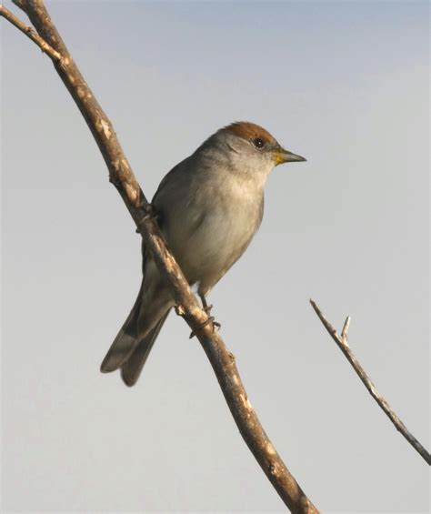 La Palma Birds: Common Nesting Birds 1