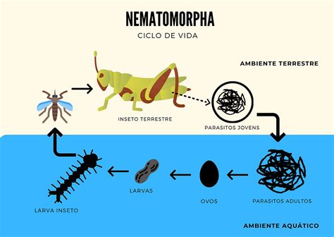Os Vermes Que Controlam O Comportamento De Seus Hospedeiros E Os