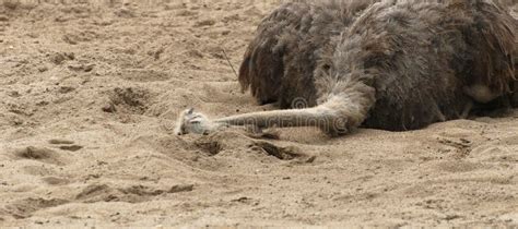 Ostrich On The Ground Stock Photo Image Of National 37571944