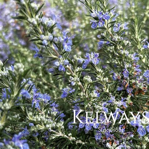 Rosmarinus Officinalis Prostratus Group Kelways Plants Ltd