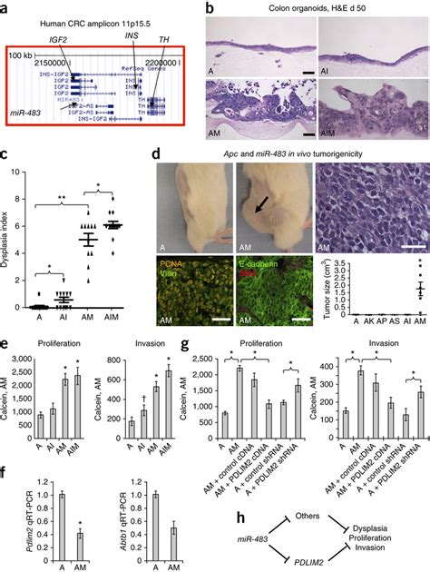 Comparative Functional Validation Of Mir 483 And Igf2 Transforming Download Scientific Diagram