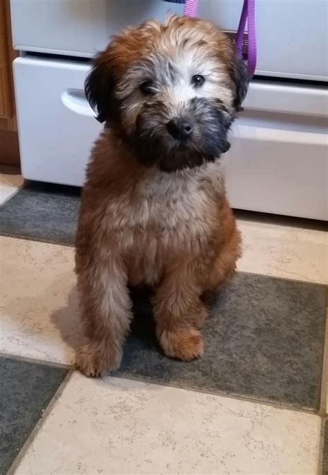 Soft-Coated Wheaten Terrier Puppies For Sale | Virginia Beach, VA #71893