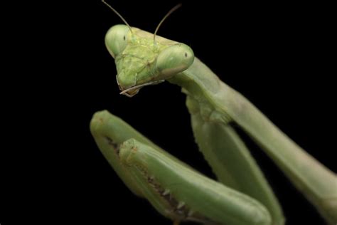 Praying Mantis Face