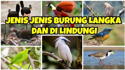 Jenis Burung Langka Di Indonesia Yang Kini Makin Terancam Punah