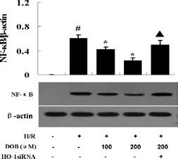 Ars Mediated Ho Induction To Reduce Nf B Activity In H R Induced