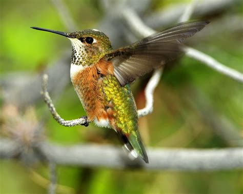 Rufous Hummingbird