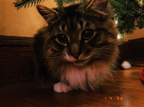 My Cat Jinx The Warrior Messenger