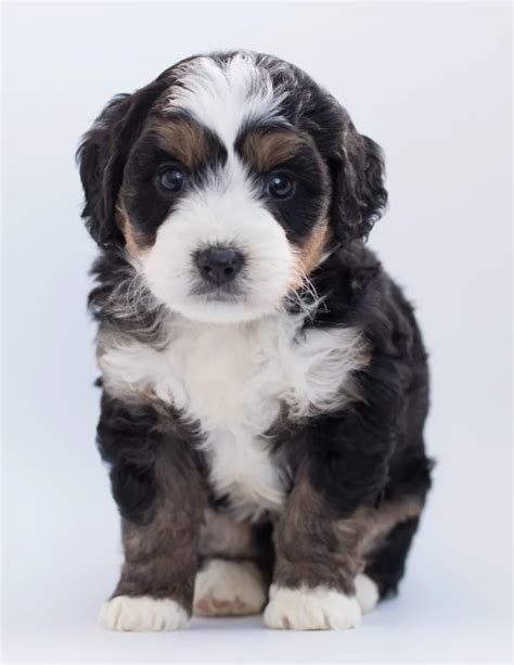 Black Cavoodle Petsforhomes Australia