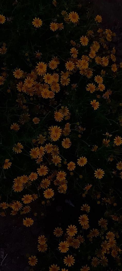 Pin By Ceekayy🦋 On Aesthetic Wallpapers Yellow Aesthetic Hufflepuff Aesthetic Black