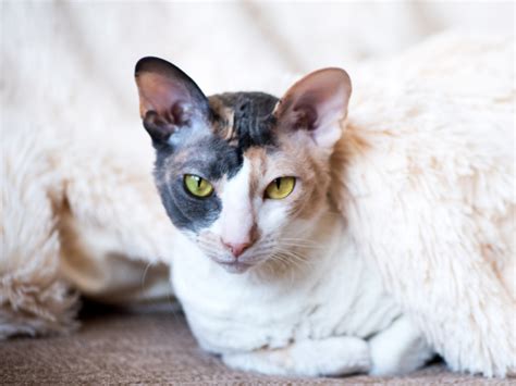 Cornish Rex Cat Breeds Breeds