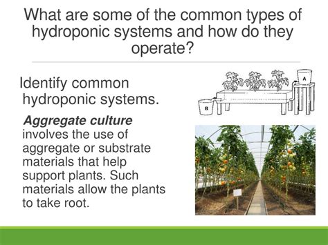 Ppt Understanding Hydroponics Systems Powerpoint Presentation Free